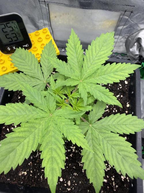 Skunk #11 Dutch Passion 2026. Week 3