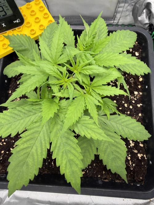 Skunk #11 Dutch Passion 2026. Week 3