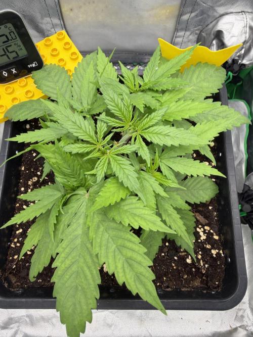 Skunk #11 Dutch Passion 2026. Week 3