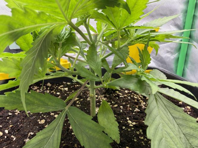 Skunk #11 Dutch Passion 2026. Week 3