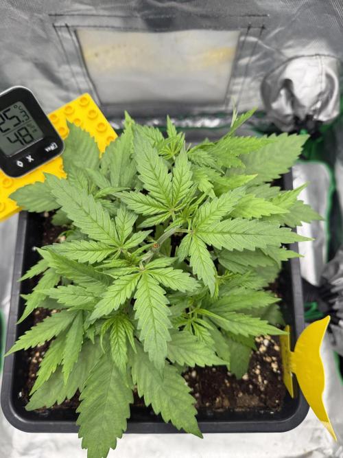 Skunk #11 Dutch Passion 2026. Week 3