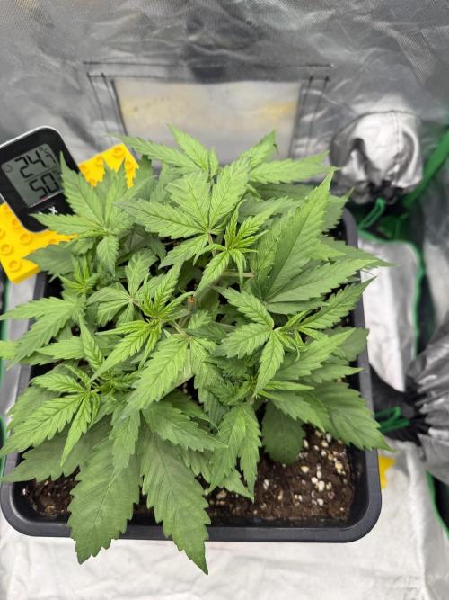Skunk #11 Dutch Passion 2026. Week 3