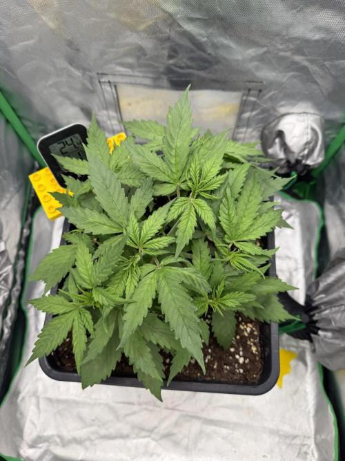 Skunk #11. Week 3