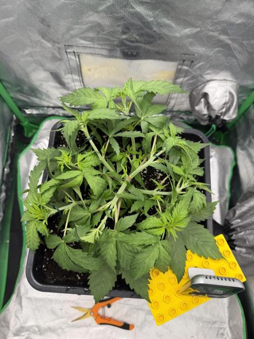 Skunk #11. Week 3