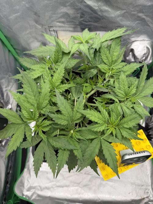 Skunk #11 Dutch Passion 2026. Week 4