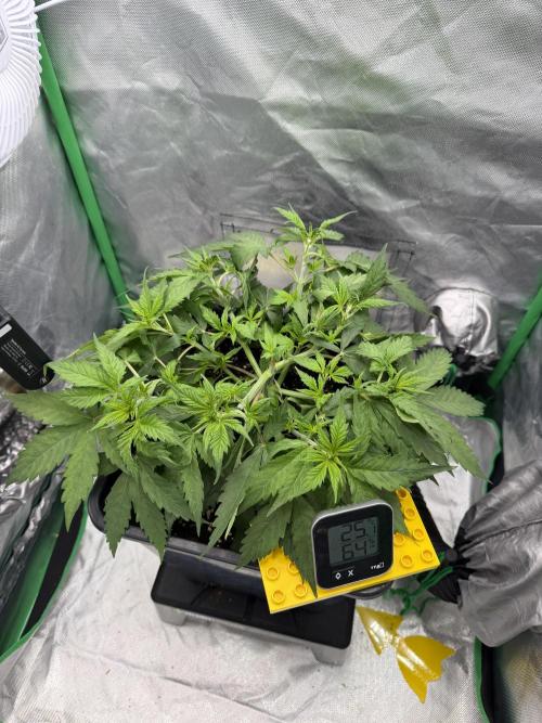 Skunk #11 Dutch Passion 2026. Week 4