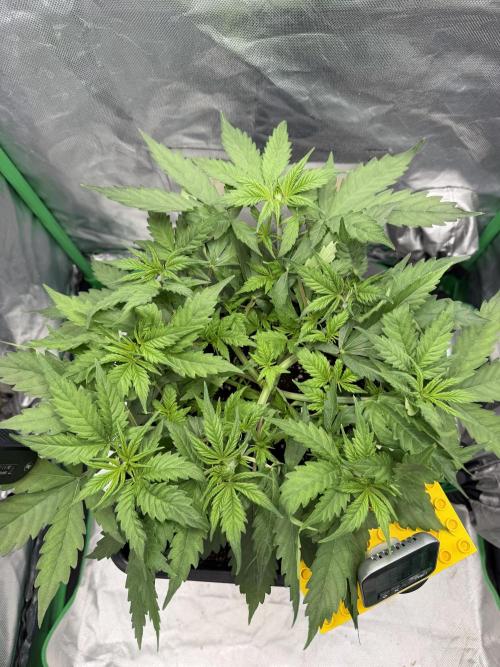 Skunk #11 Dutch Passion 2026. Week 4