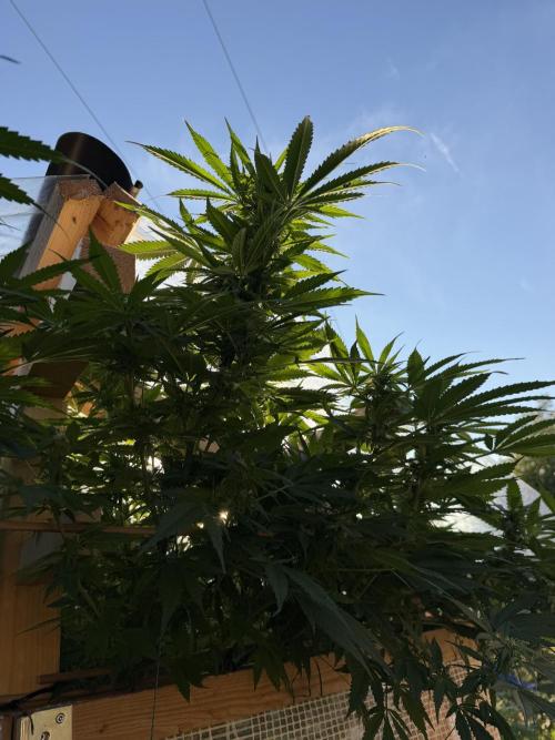 Outdoor 2026. Week 20