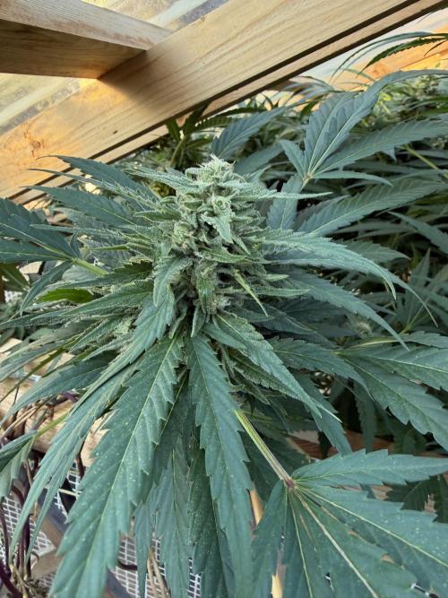 Outdoor 2026. Week 20