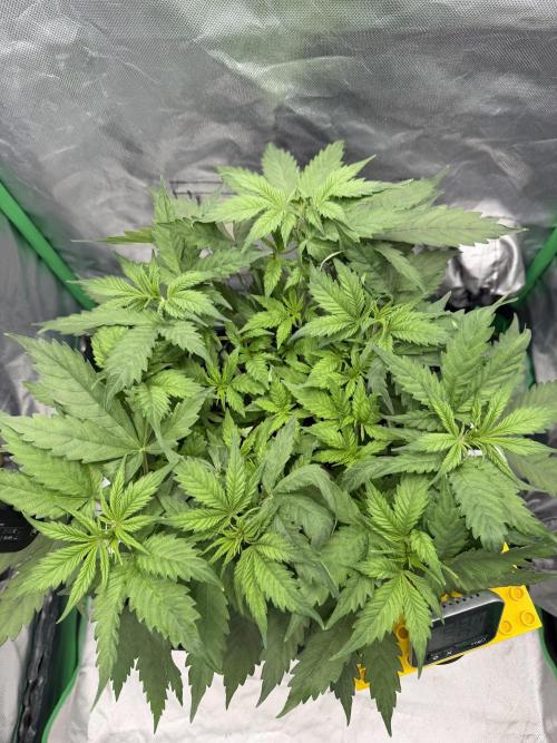 Skunk #11 Dutch Passion 2026. Week 4