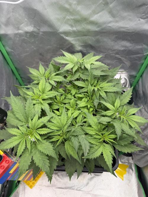 Skunk #11 Dutch Passion 2026. Week 4