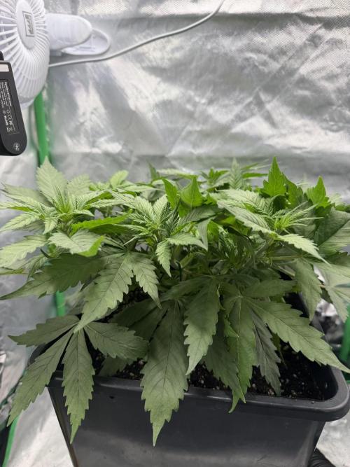 Skunk #11 Dutch Passion 2026. Week 4