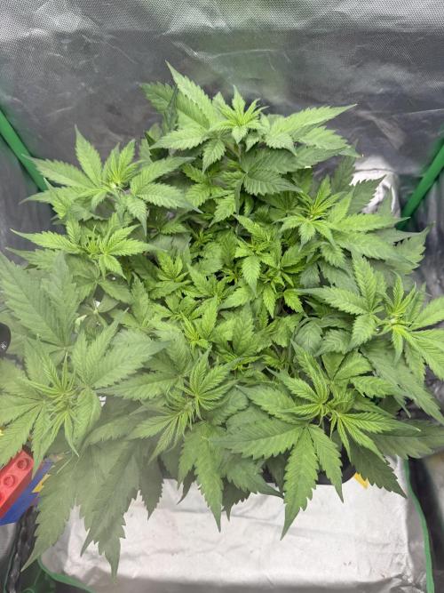 Skunk #11 Dutch Passion 2026. Week 4