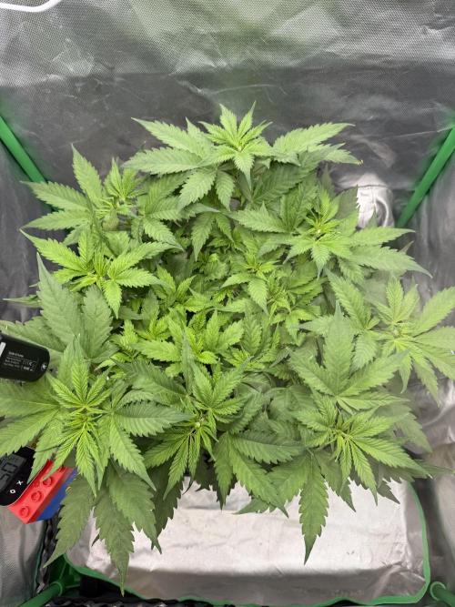 Skunk #11 Dutch Passion 2026. Week 4