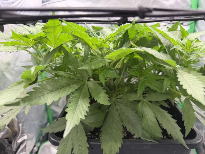 Skunk #11 Dutch Passion 2026. Week 5