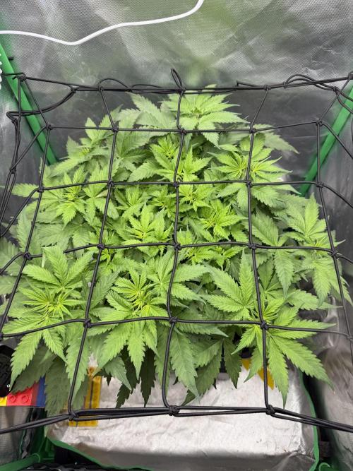 Skunk #11 Dutch Passion 2026. Week 5