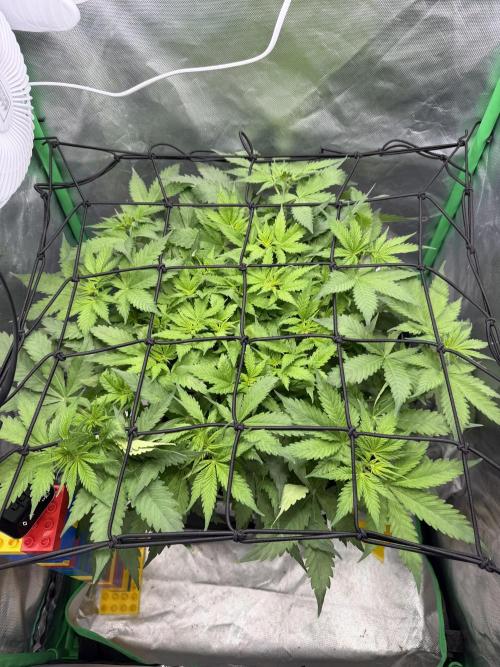 Skunk #11 Dutch Passion 2026. Week 5