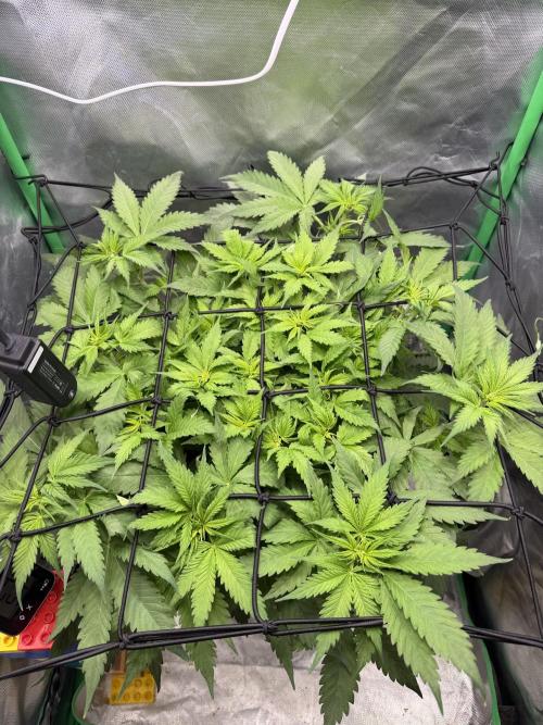 Skunk #11. Week 5