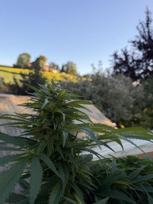 Outdoor 2026. Week 21