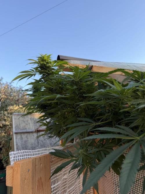 Outdoor 2026. Week 21