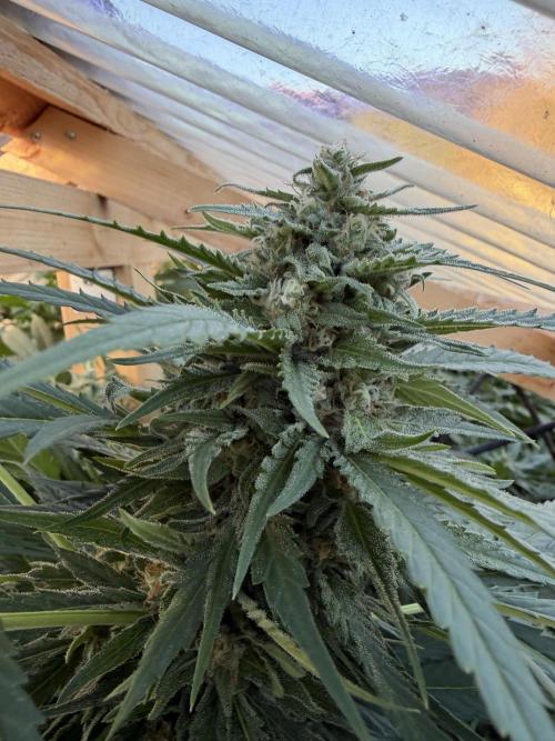 Outdoor 2026. Week 21