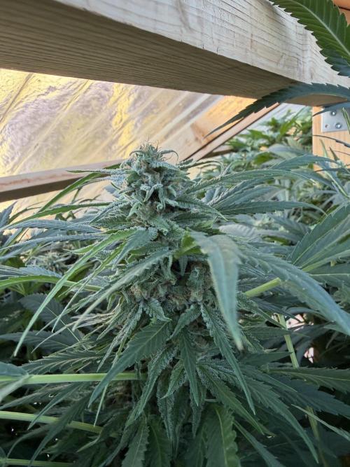 Outdoor 2026. Week 21