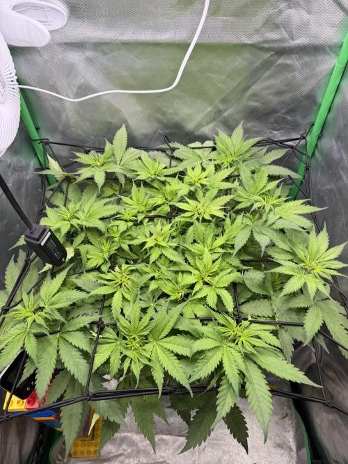 Skunk #11 Dutch Passion 2026. Week 5
