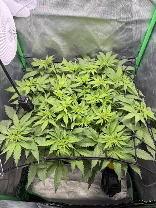 Skunk #11 Dutch Passion 2026. Week 5