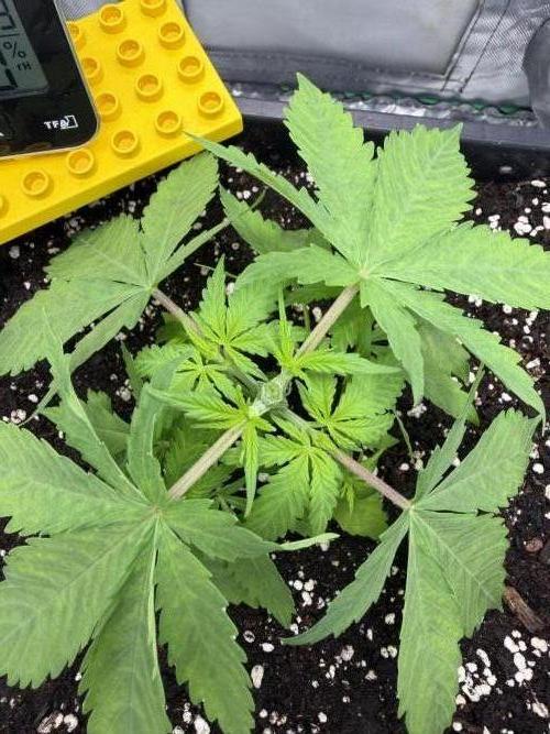 Skunk #11 Dutch Passion 2026. Week 3