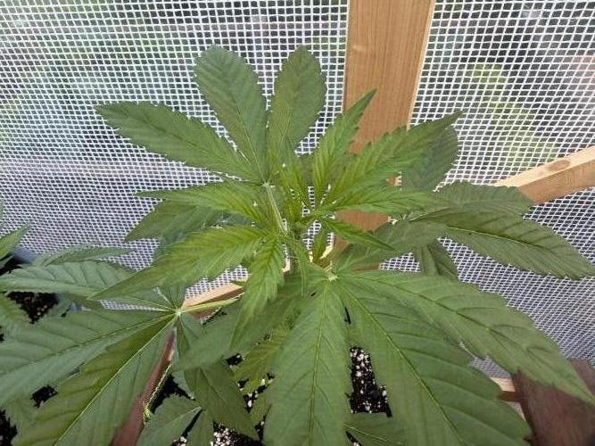 Autoflower Outdoor 2026. Week 3