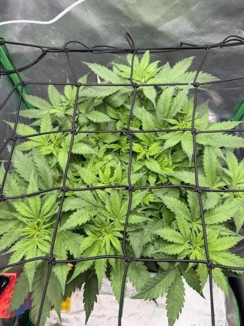 Skunk #11 Dutch Passion 2026. Week 5
