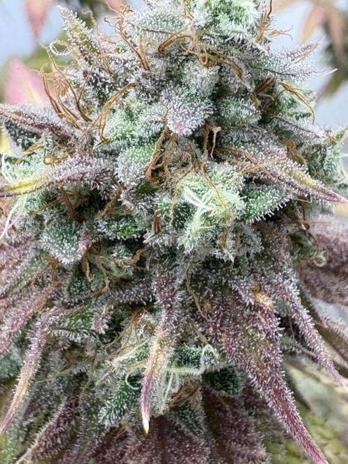 First Go. Week 0 - Right before harvest 