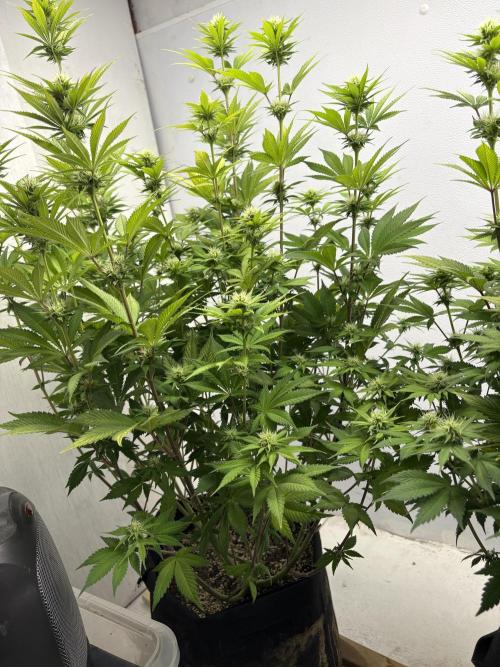 First Go. Week 0