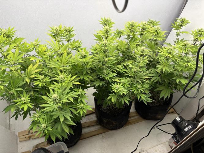 First Go. Week 0