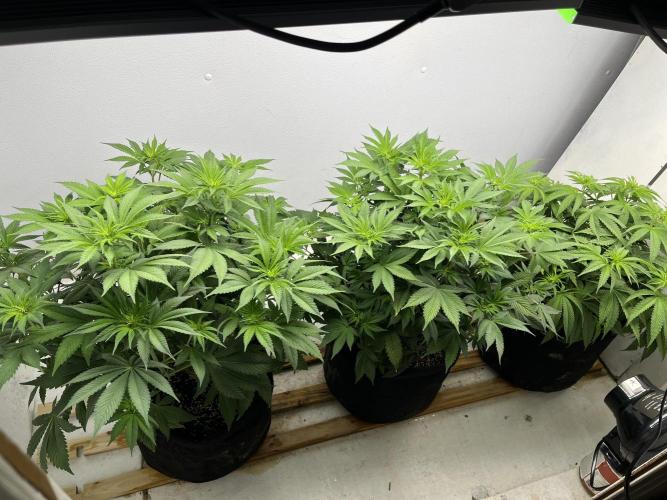 First Go. Week 0