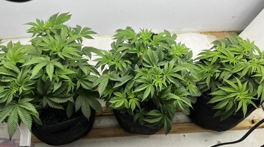 First Go. Week 0