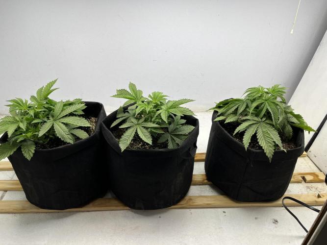 First Go. Week 0
