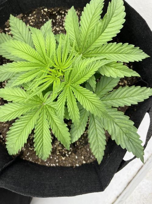 First Go. Week 0 - Wedding Gelato 