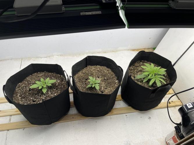 First Go. Week 0 - Two left = white widow 
Far right = wedding gelato 