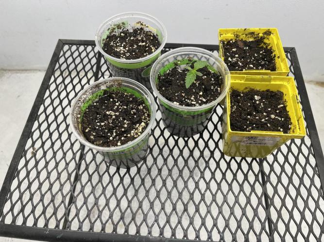First Go. Week 0