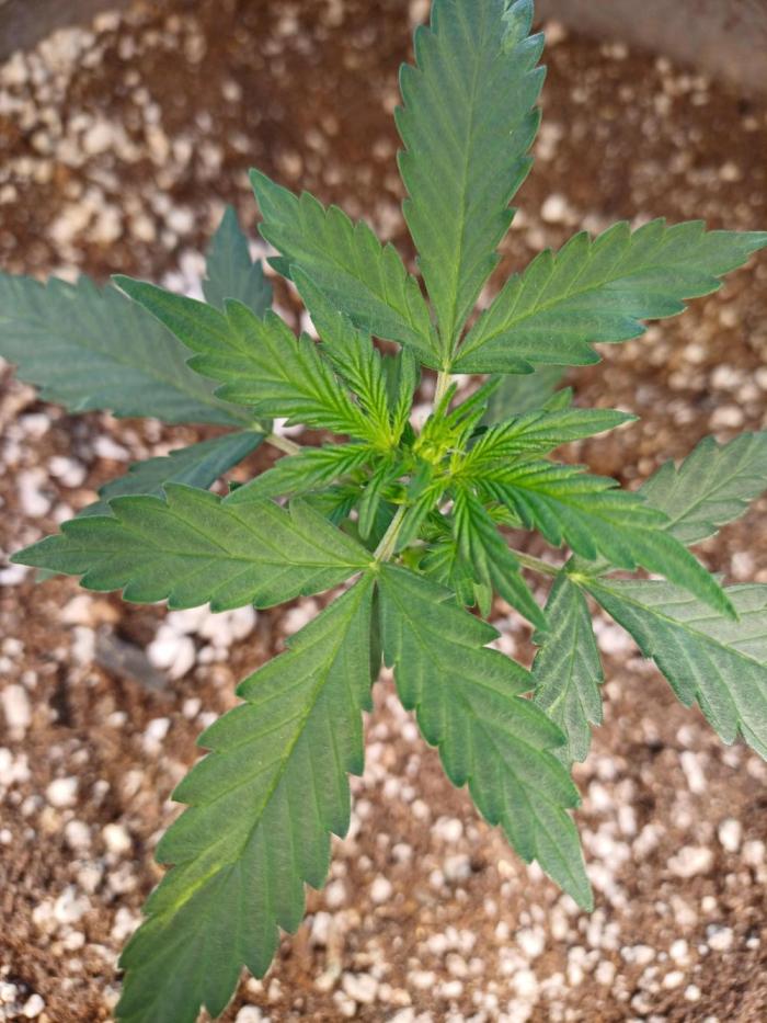 Blue Dream auto on the kitchen table. Week 1 - 22 days old and in preflower. I call this a stunted plant