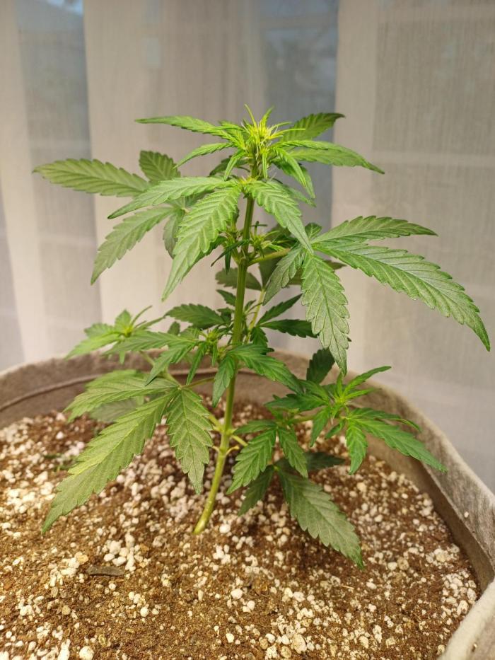 Blue Dream auto on the kitchen table. Week 2 - Day 28