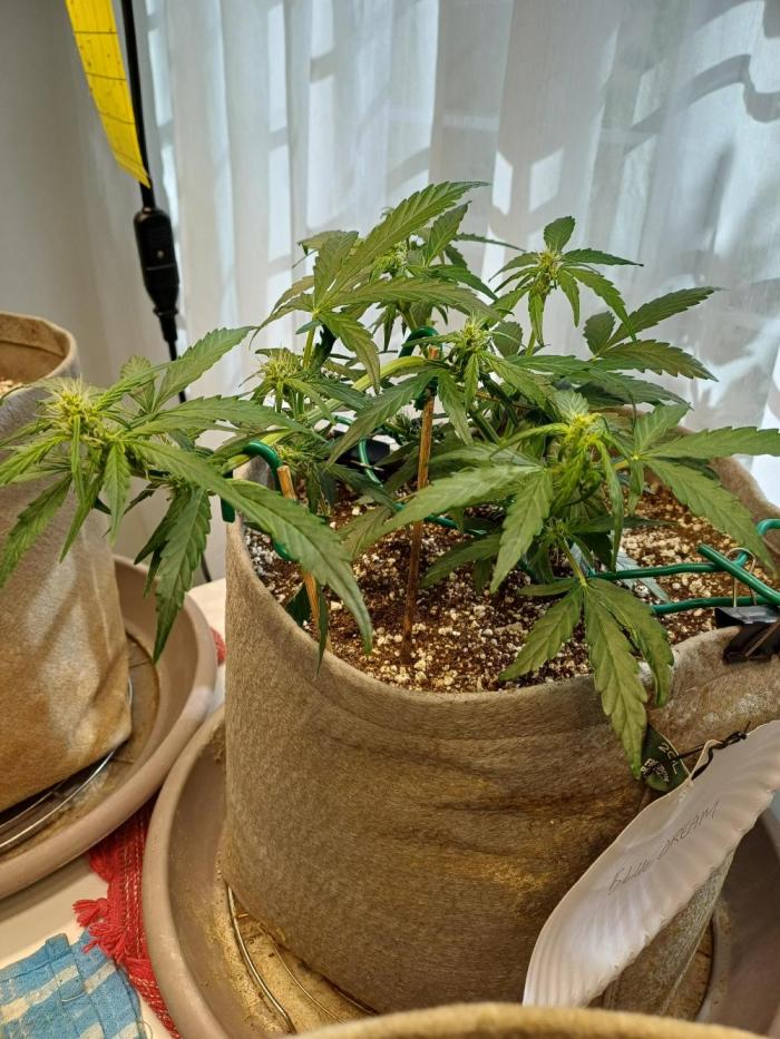 Blue Dream auto on the kitchen table. Week 3