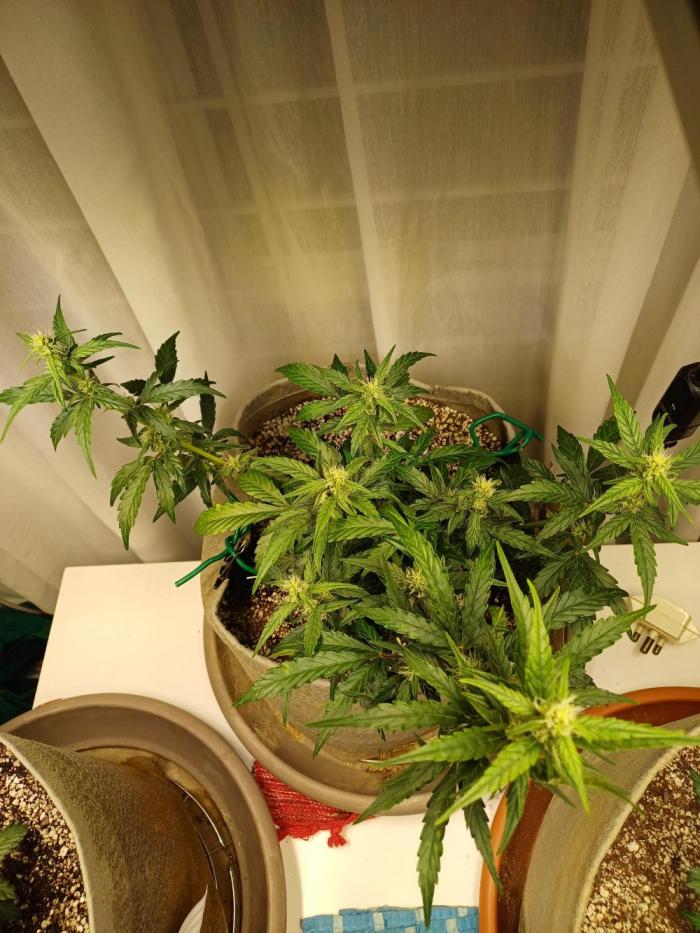 Blue Dream auto on the kitchen table. Week 4