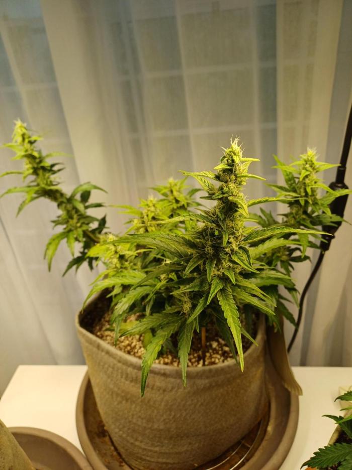 Blue Dream auto on the kitchen table. Week 5