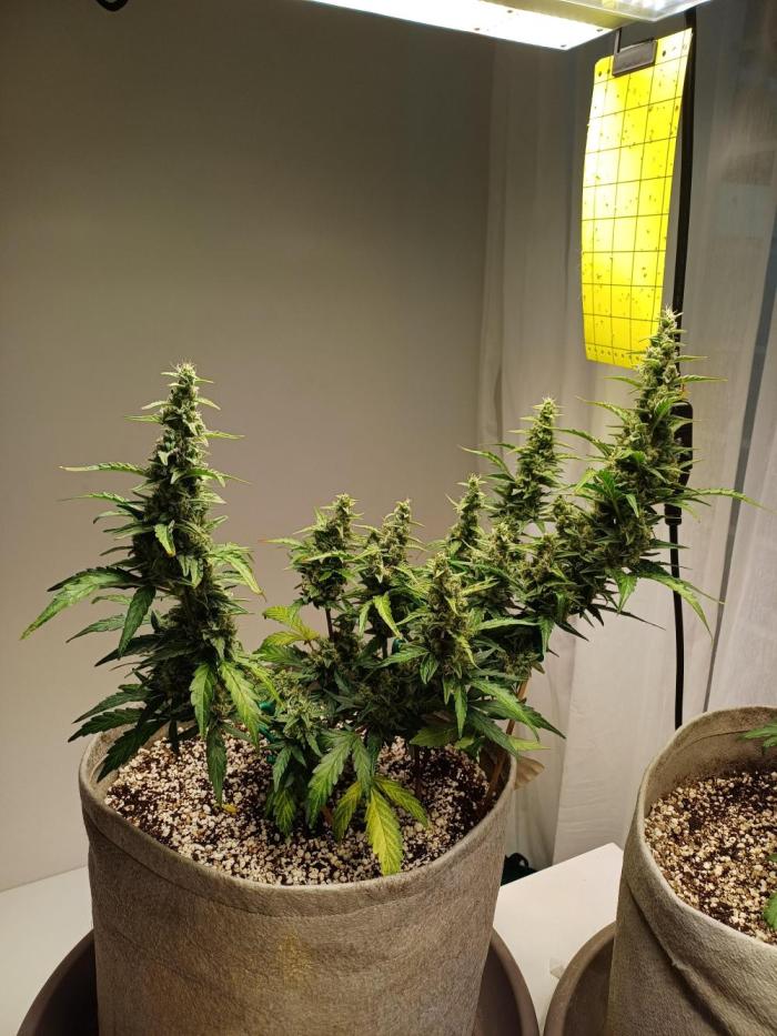 Blue Dream auto on the kitchen table. Week 6