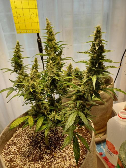 Blue Dream auto on the kitchen table. Week 6