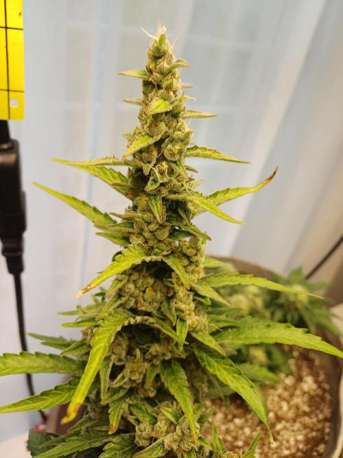 Blue Dream auto on the kitchen table. Week 6 - nearing harvest time 