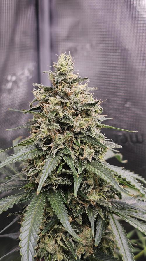 Amnesia Haze / Bubble Kush. Week 8 - Amnesia Haze