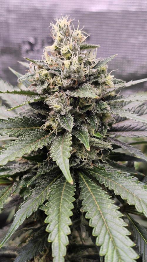 Amnesia Haze / Bubble Kush. Week 8 - Amnesia Haze